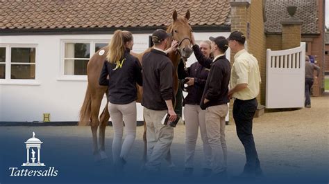 Tattersalls 2021 October Yearling Sale .
